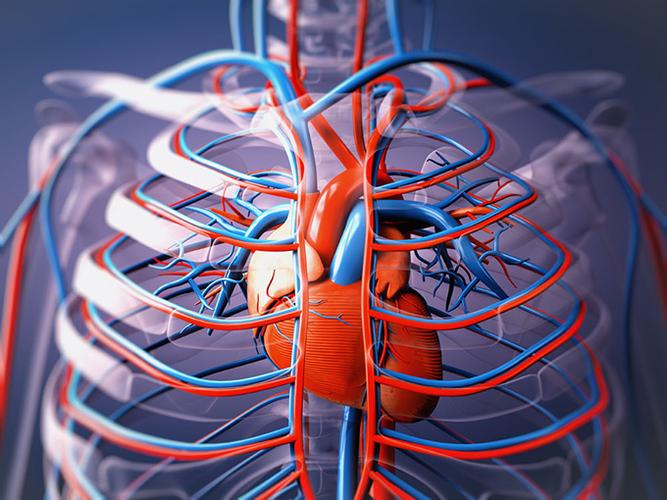器官心脏器官筋络器官男性器官人体器官血管人体骨骼医疗科学医学研究