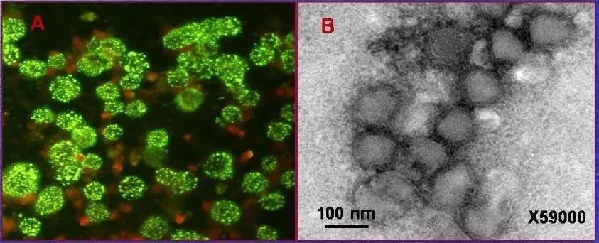 【前沿】军事医学研究院刘玮/曹务春团队在转化医学国际顶级期刊sci